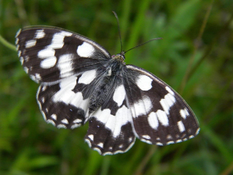 Melanargia russiae??